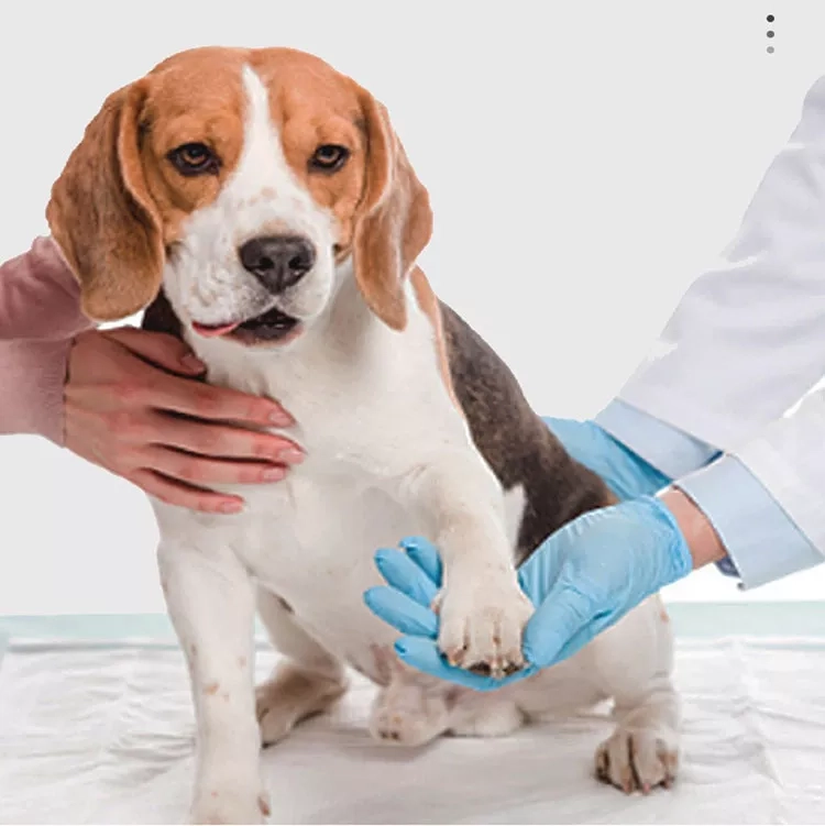 Comprehensive Pet Care: All-In-One Cat and Pet Emergency First Aid Kit (5) Comprehensive Pet Care: All-In-One Cat and Pet Emergency First Aid Kit (5)